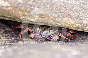 Crab inside a rocky hideaway